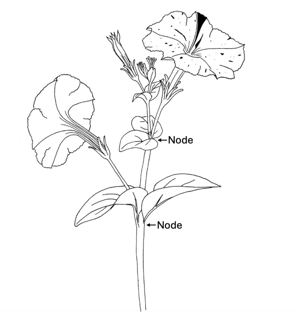 Drawing of a petunia with arrows pointing to the nodes